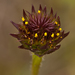 Helianthus radula - Photo 由 Keith Bradley 所上傳的 (c) Keith Bradley，保留部份權利CC BY-NC