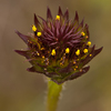 Rayless Sunflower - Photo (c) Keith Bradley, some rights reserved (CC BY-NC), uploaded by Keith Bradley