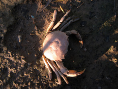 Dilocarcinus pagei