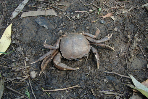 Trichodactylidae