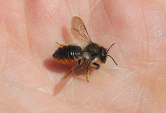 Megachile versicolor