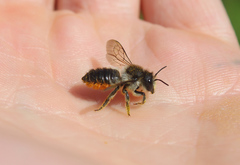 Megachile versicolor