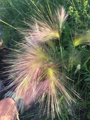 Hordeum jubatum