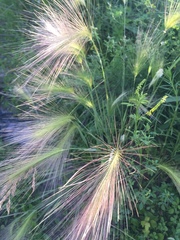 Hordeum jubatum
