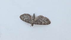 Eupithecia ravocostaliata