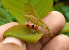 Cryptocephalus sexsignatus