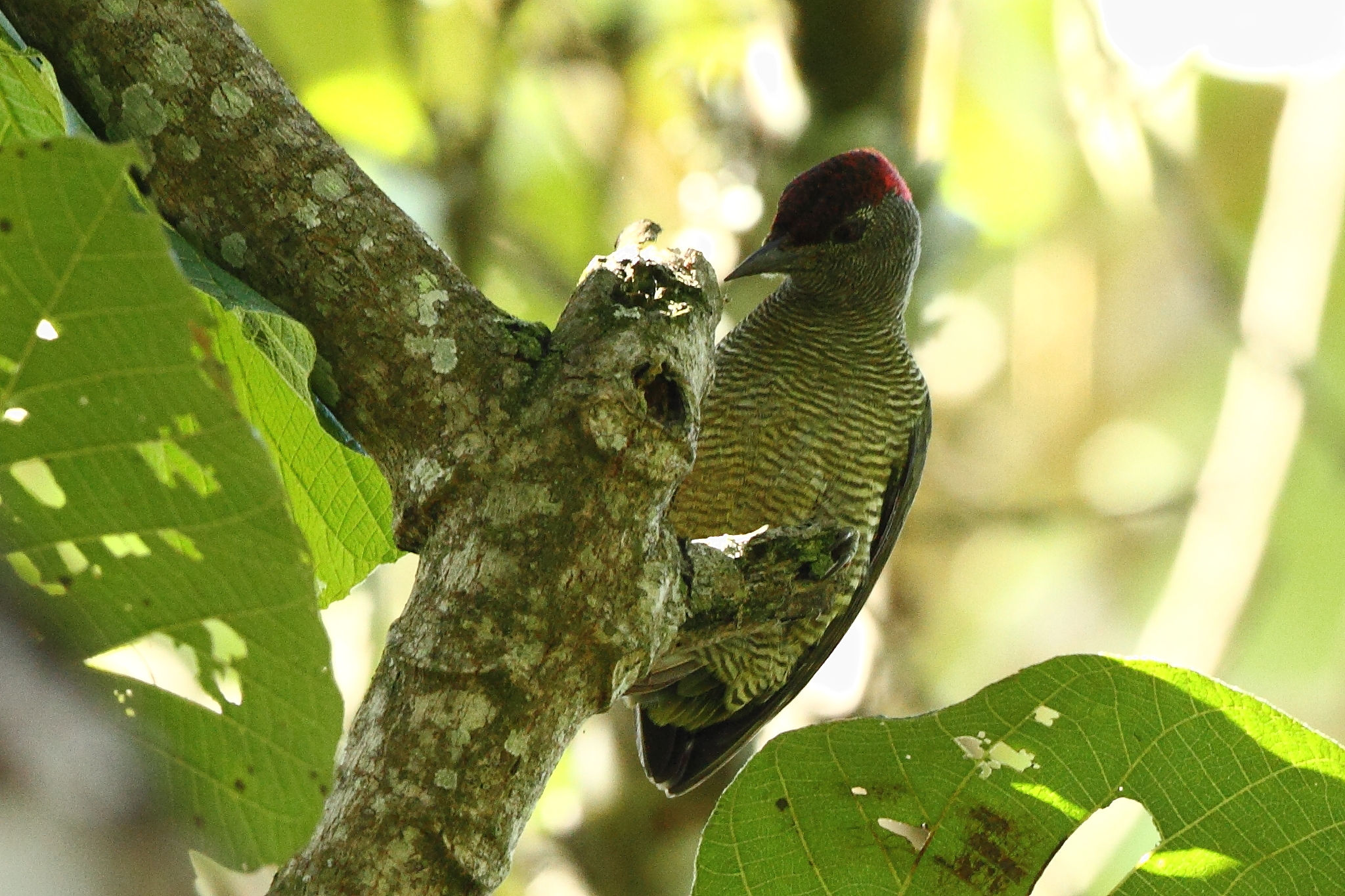 Tullberg's Woodpecker illustration