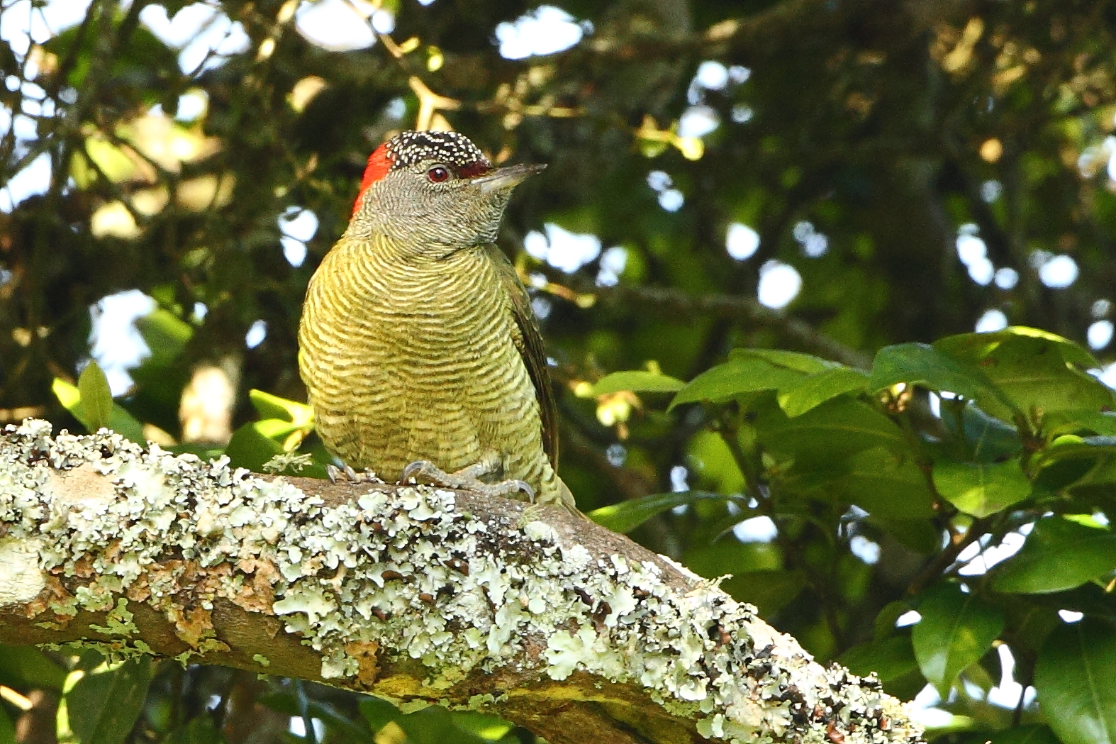 Fine-banded Woodpecker illustration