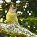 Fine-banded Woodpecker - Photo (c) markus lilje, some rights reserved (CC BY-NC-ND), uploaded by markus lilje