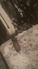 Trichoferus holosericeus