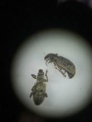 Sitona cylindricollis