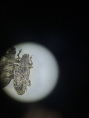 Sitona cylindricollis