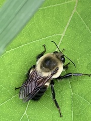 Bombus griseocollis