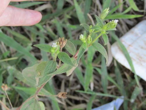 Image of Blainvillea gayana by (c) Breno Figueiredo, some rights reserved (CC BY)
