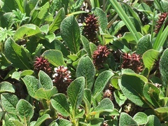 Salix sphenophylla