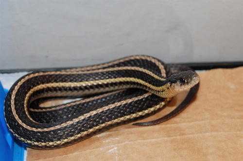 Butler's Garter Snake