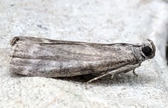 Oreana unicolorella