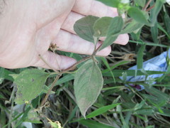 Blainvillea gayana