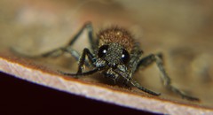 Dolichomutilla sycorax