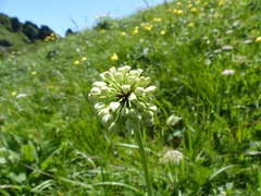 Allium victorialis