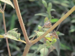 Blainvillea gayana