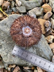 Strongylocentrotus intermedius