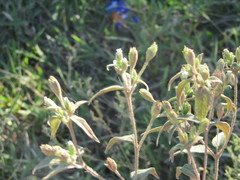 Blainvillea gayana