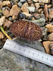 Strongylocentrotus intermedius