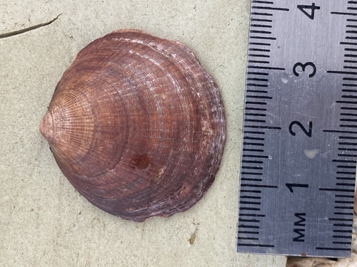 Hokkaido Bittersweet Clam