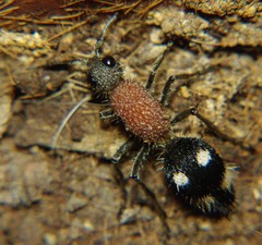 Dolichomutilla sycorax