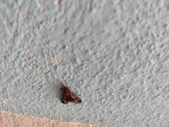 Psilopleura