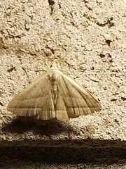 Macrochilo absorptalis