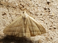 Macrochilo absorptalis