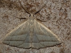Macrochilo absorptalis