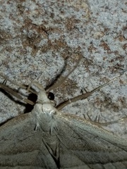 Macrochilo absorptalis