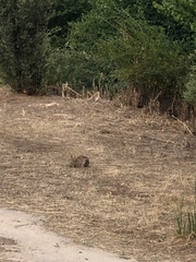 Oryctolagus cuniculus