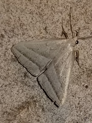 Macrochilo absorptalis