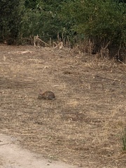 Oryctolagus cuniculus