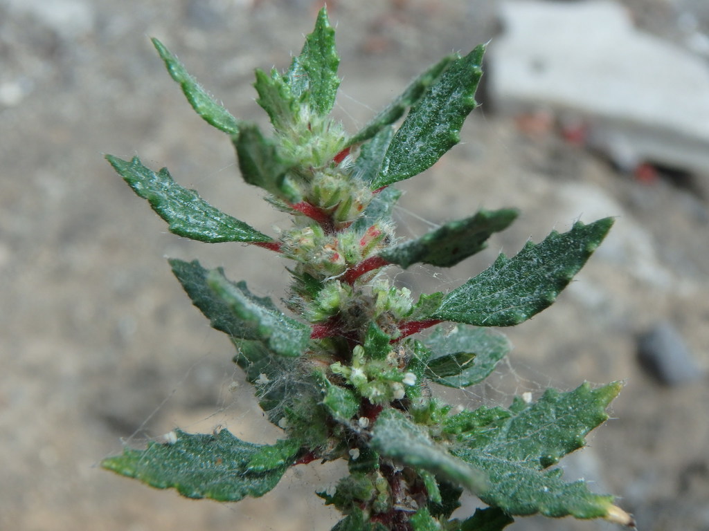 Forsskaolea angustifolia