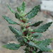 Forsskaolea angustifolia - Photo (c) Daniel Cahen, algunos derechos reservados (CC BY), subido por Daniel Cahen