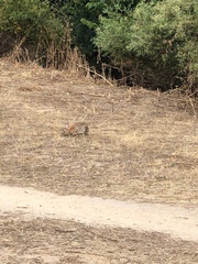 Oryctolagus cuniculus