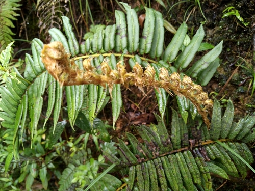Rockbank Midsorus Fern (Blechnum lineatum)