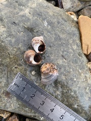 Littorina squalida