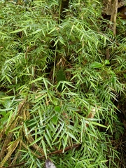 Arthrostylidium