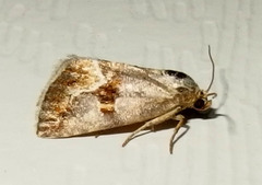 Deltote bellicula