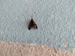 Psilopleura