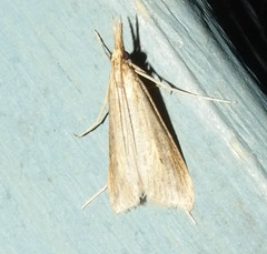 Donacaula longirostrallus