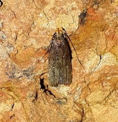 Helcystogramma