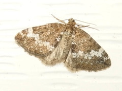 Perizoma alchemillata