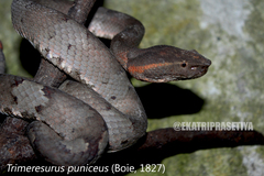 Craspedocephalus puniceus